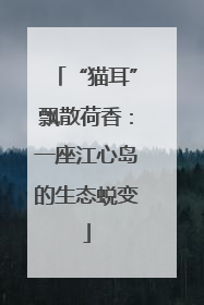 “猫耳”飘散荷香：一座江心岛的生态蜕变