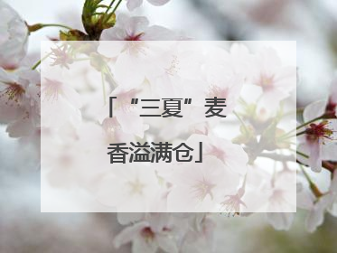 “三夏”麦香溢满仓