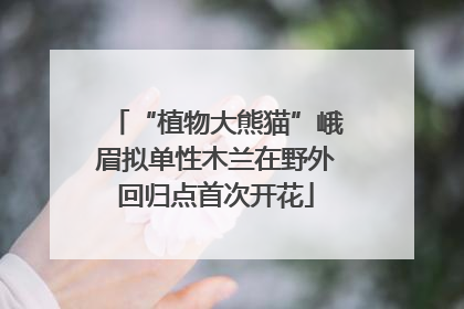 “植物大熊猫”峨眉拟单性木兰在野外回归点首次开花