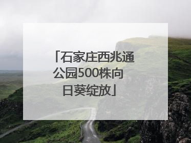 石家庄西兆通公园500株向日葵绽放
