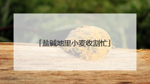 盐碱地里小麦收割忙