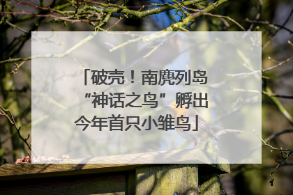 破壳！南麂列岛“神话之鸟”孵出今年首只小雏鸟