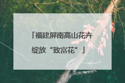 福建屏南高山花卉绽放“致富花”