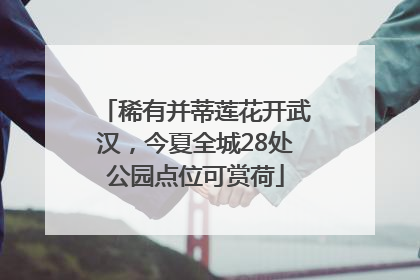 稀有并蒂莲花开武汉，今夏全城28处公园点位可赏荷