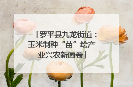 罗平县九龙街道：玉米制种“苗”绘产业兴农新画卷