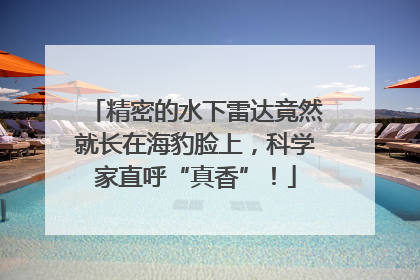 精密的水下雷达竟然就长在海豹脸上，科学家直呼“真香”！