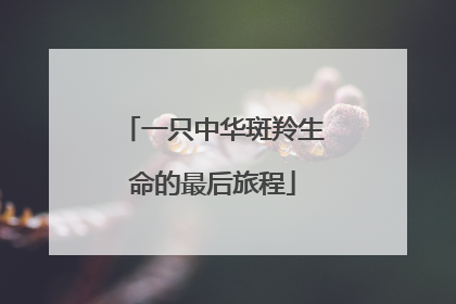 一只中华斑羚生命的最后旅程