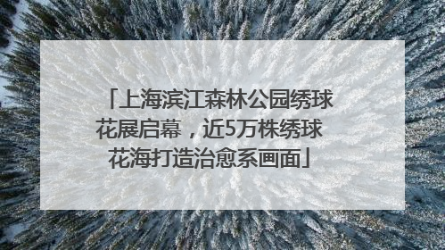 上海滨江森林公园绣球花展启幕，近5万株绣球花海打造治愈系画面