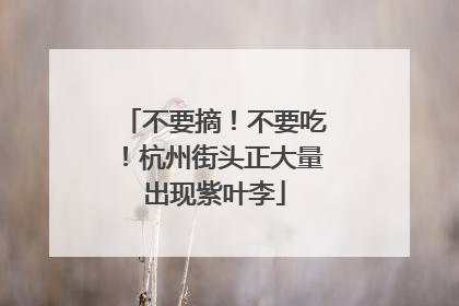 不要摘！不要吃！杭州街头正大量出现紫叶李