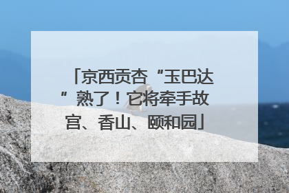 京西贡杏“玉巴达”熟了！它将牵手故宫、香山、颐和园
