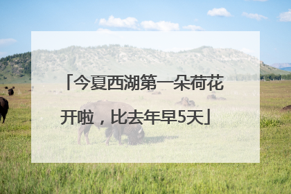 今夏西湖第一朵荷花开啦，比去年早5天