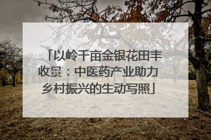以岭千亩金银花田丰收景：中医药产业助力乡村振兴的生动写照