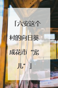 六安这个村的向日葵成花市“宠儿”
