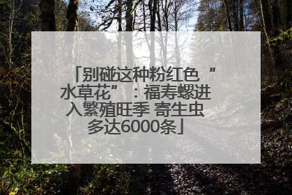 别碰这种粉红色“水草花”：福寿螺进入繁殖旺季 寄生虫多达6000条