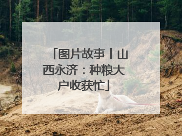 图片故事丨山西永济：种粮大户收获忙