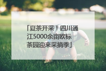 夏茶开采！四川通江5000余亩欧标茶园迎来采摘季