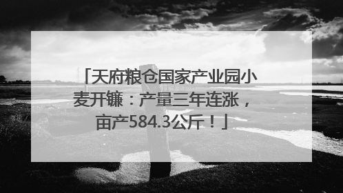 天府粮仓国家产业园小麦开镰：产量三年连涨，亩产584.3公斤！