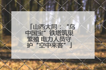 山西大同：“鸟中国宝”铁塔筑巢繁殖 电力人员守护“空中来客”