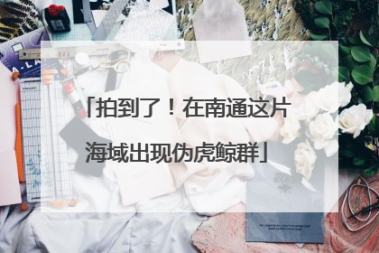 拍到了！在南通这片海域出现伪虎鲸群