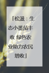 松滋：生态小番茄丰收 绿色农业助力农民增收