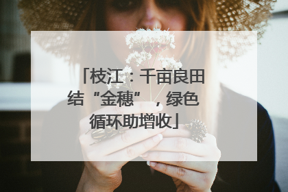 枝江：千亩良田结“金穗”，绿色循环助增收
