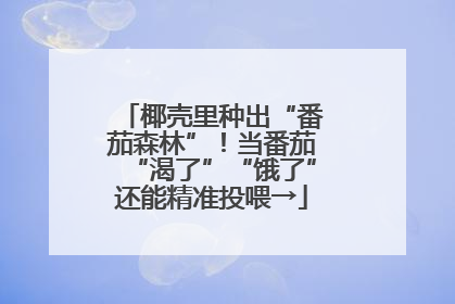 椰壳里种出“番茄森林”！当番茄“渴了”“饿了”还能精准投喂→