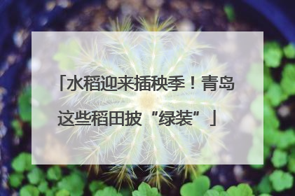 水稻迎来插秧季！青岛这些稻田披“绿装”