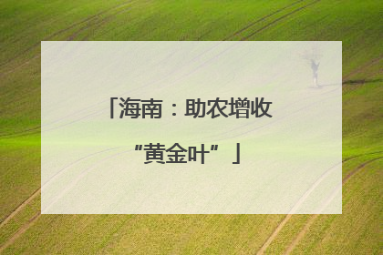 海南：助农增收 “黄金叶”
