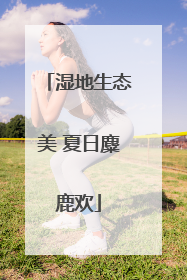 湿地生态美 夏日麋鹿欢