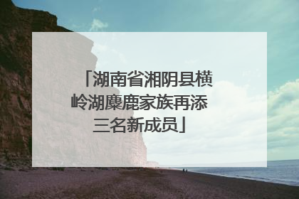 湖南省湘阴县横岭湖麋鹿家族再添三名新成员