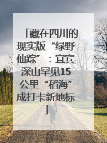 藏在四川的现实版“绿野仙踪”：宜宾深山罕见15公里“稻海”成打卡新地标