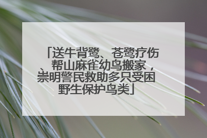 送牛背鹭、苍鹭疗伤、帮山麻雀幼鸟搬家，崇明警民救助多只受困野生保护鸟类