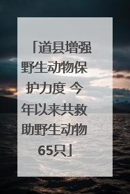 道县增强野生动物保护力度 今年以来共救助野生动物65只
