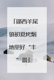 郧西羊尾镇初夏烤烟地里好“丰”景