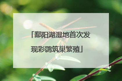鄱阳湖湿地首次发现彩鹮筑巢繁殖