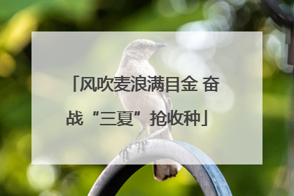 风吹麦浪满目金 奋战“三夏”抢收种