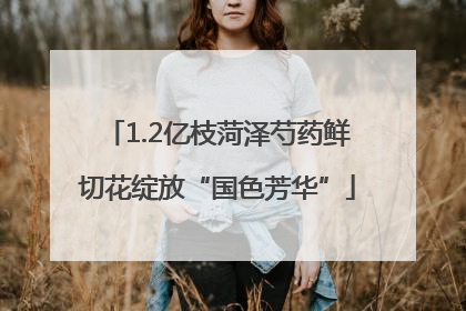 1.2亿枝菏泽芍药鲜切花绽放“国色芳华”