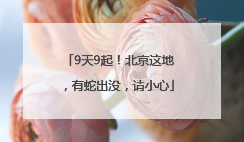 9天9起！北京这地，有蛇出没，请小心
